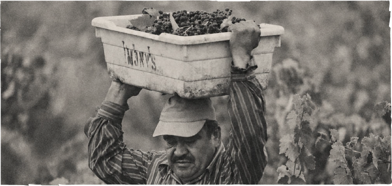 Cosecha de uva en viñedo mexicano